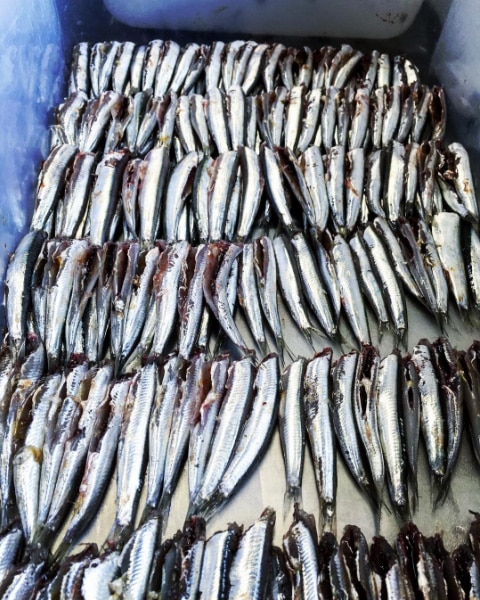 sardine osteria della mal'ora